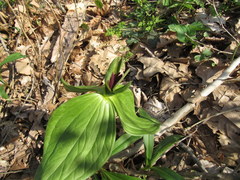 Trillium viride