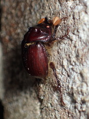 Eucanthus lazarus