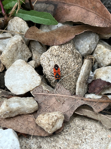 Melanocoryphus albomaculatus