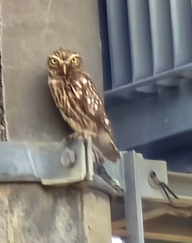Little Owl