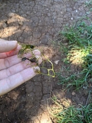 Hydrodictyon reticulatum