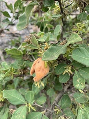 Vangueria macrocalyx