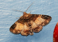 Metria bilineata
