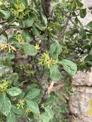 Vangueria macrocalyx