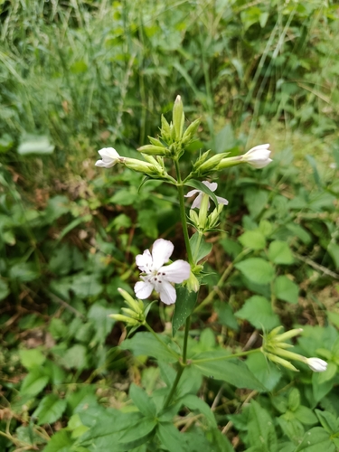 common soapwort