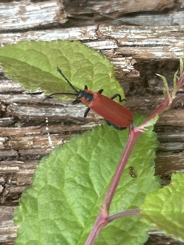 Lygistopterus sanguineus