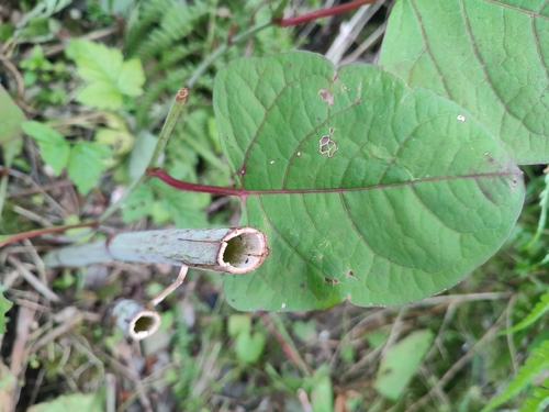 Japanese knotweed