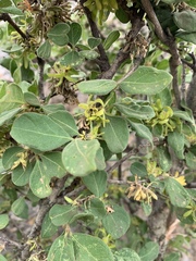 Vangueria macrocalyx