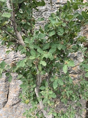 Vangueria macrocalyx
