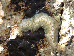 Enchiridium punctatum