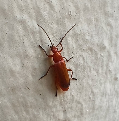 Common Red Soldier Beetle