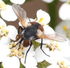 Gymnoclytia occidentalis