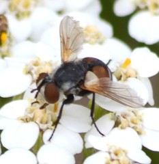 Gymnoclytia occidentalis