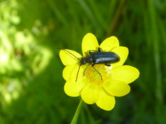 Brachysomida californica