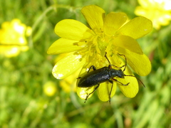 Brachysomida californica