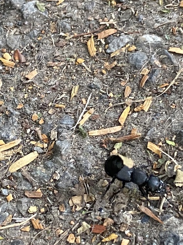Devil's Coach Horse Beetle