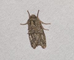 Copivaleria grotei