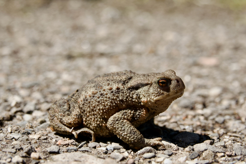 European Toad, Wassenaar, Netherlands, photo 6 of 10
