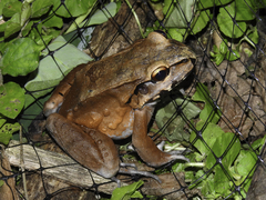 Leptodactylus rhodomerus