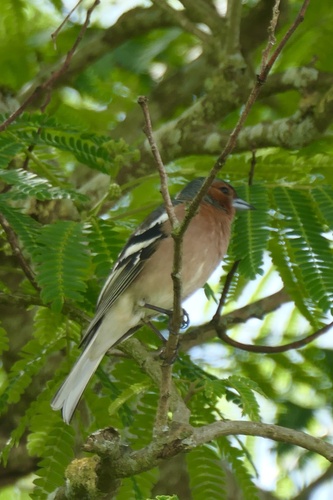 Common Chaffinch