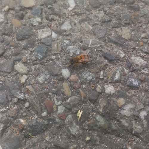 Western Honey Bee