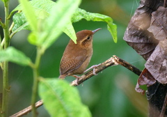 Troglodytes solstitialis