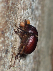 Eucanthus lazarus