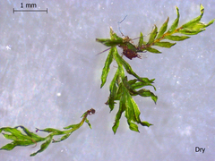 Fissidens appalachensis