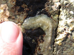 Enchiridium punctatum