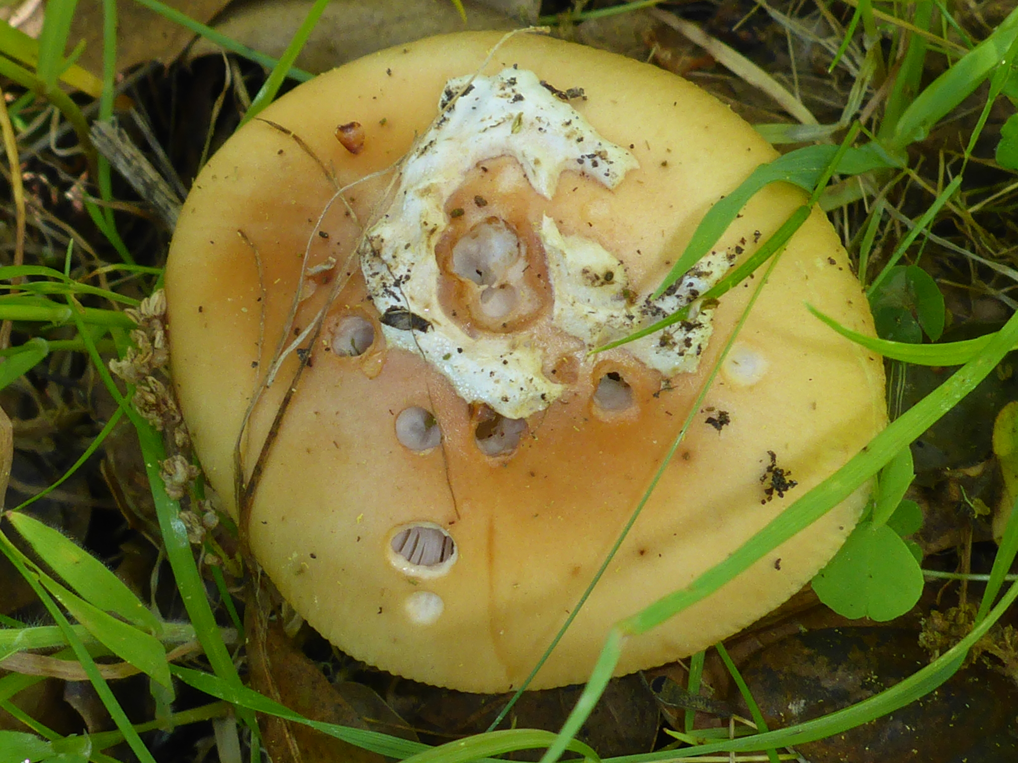 Amanita calyptroderma image