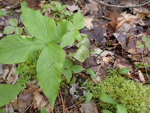 Hall Mountain Trail