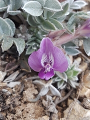 Astragalus newberryi