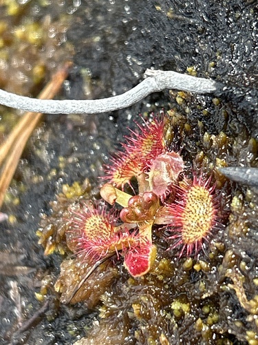 round-leaved sundew
