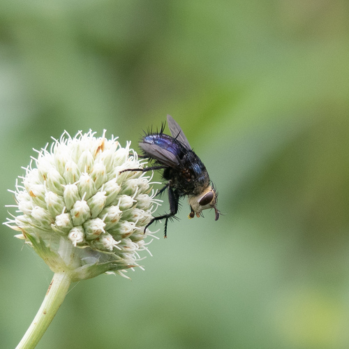 Archytas metallicus