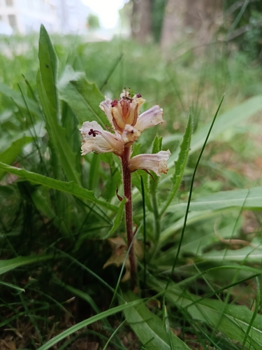 oxtongue broomrape