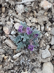 Astragalus newberryi