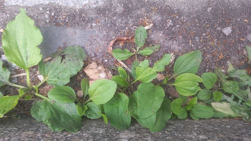 greater plantain