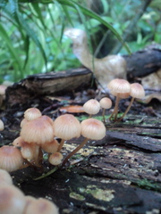 Mycena parsonsii