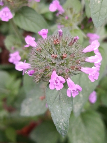 Wild Basil