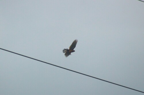 Eurasian Kestrel