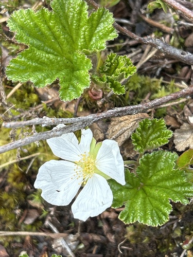 cloudberry