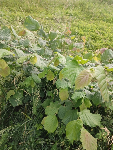 common hazel