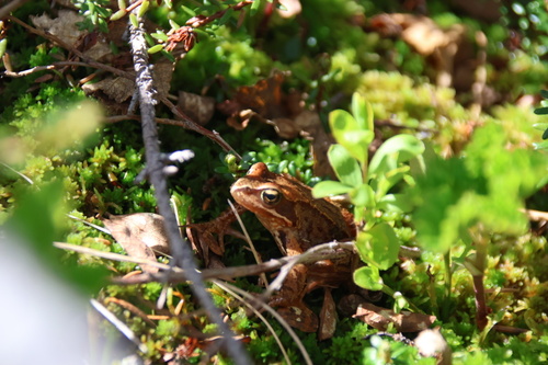 European Common Frog