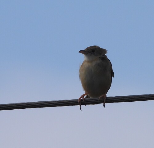 iNaturalist image