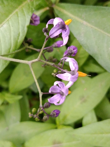 bittersweet nightshade