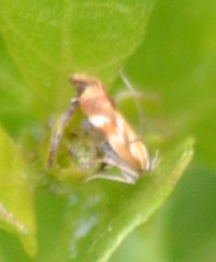Lithocolletinae