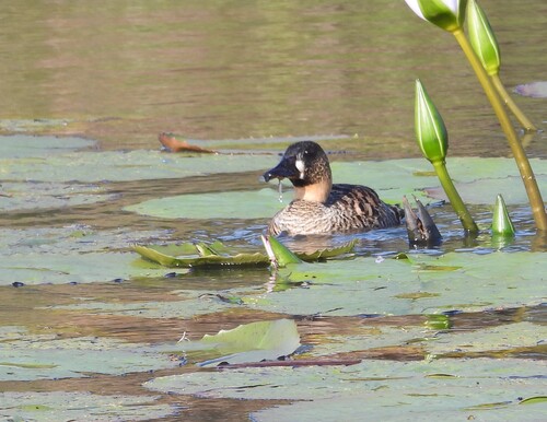 iNaturalist image
