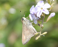 Pelopidas mathias mathias