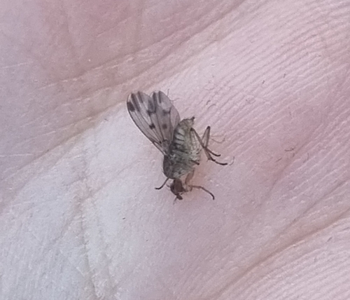 Suillia variegata
