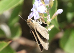 Pelopidas mathias mathias